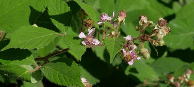 Bild12