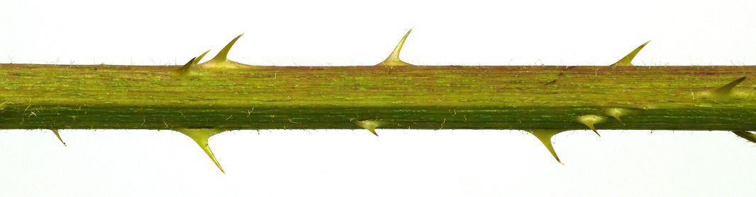 Bild1