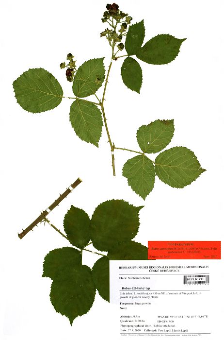 Bild1
