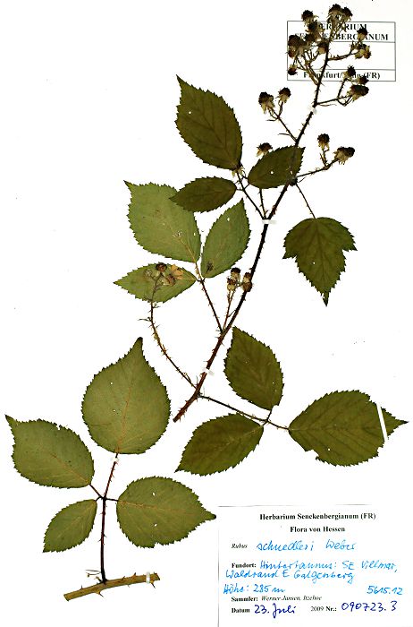 Bild3