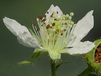 Bild24