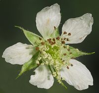Bild24