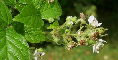 Bild12