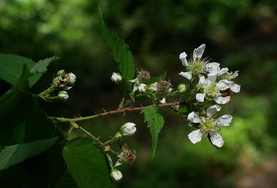 Bild12