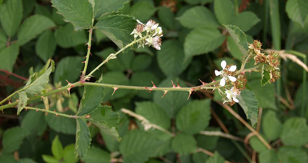 Bild3