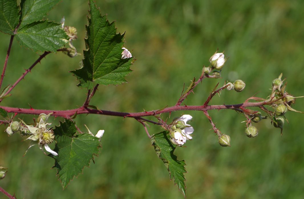 Bild13