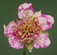 Bild24