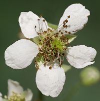 Bild24