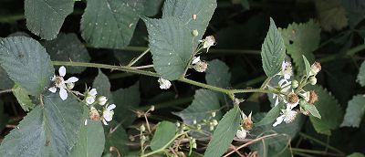Bild12