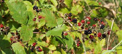 Bild14