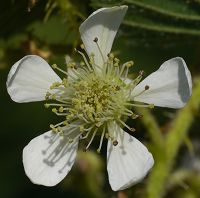 Bild24