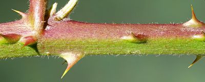 Bild16