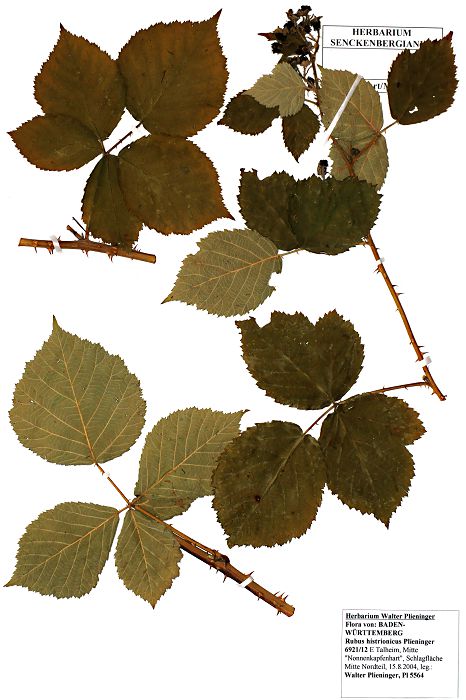 Bild1