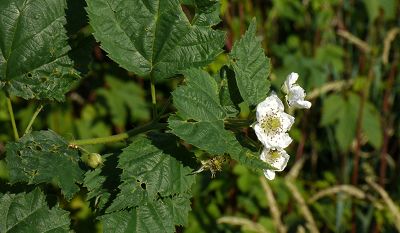 Bild12