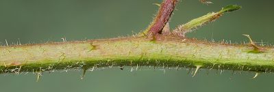 Bild16
