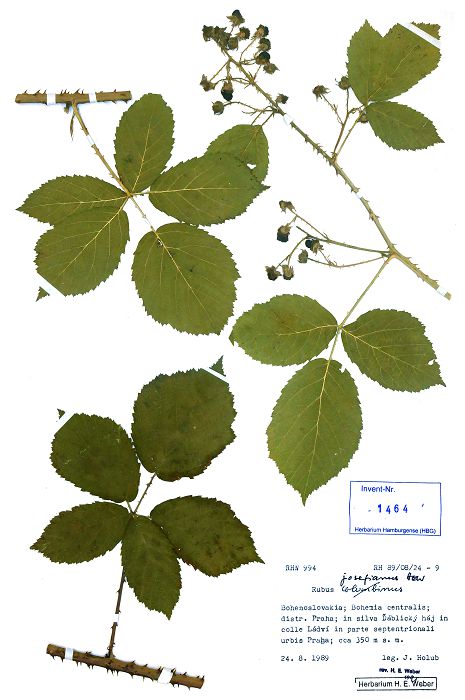 Bild1