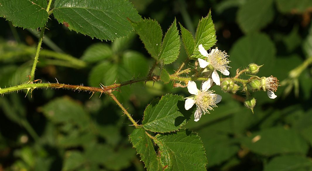 Bild3
