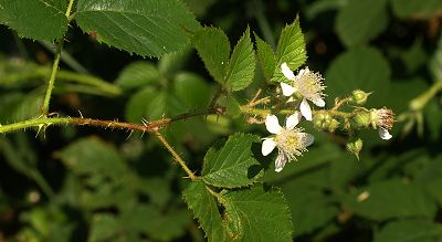 Bild12