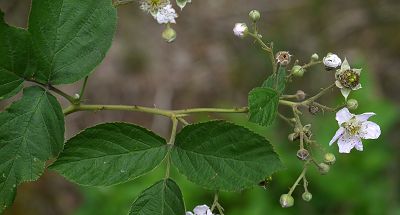 Bild12