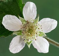Bild24