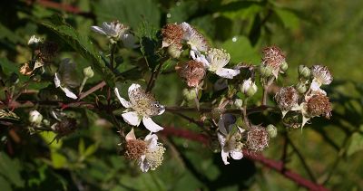 Bild12