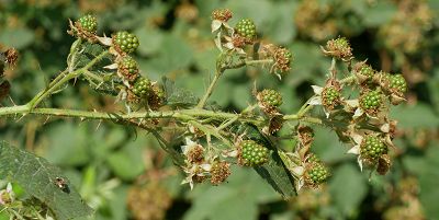 Bild14