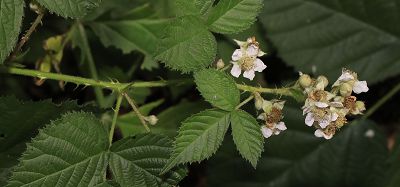 Bild12