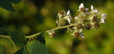 Bild12