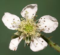 Bild24