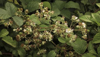 Bild12