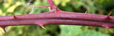 Bild16
