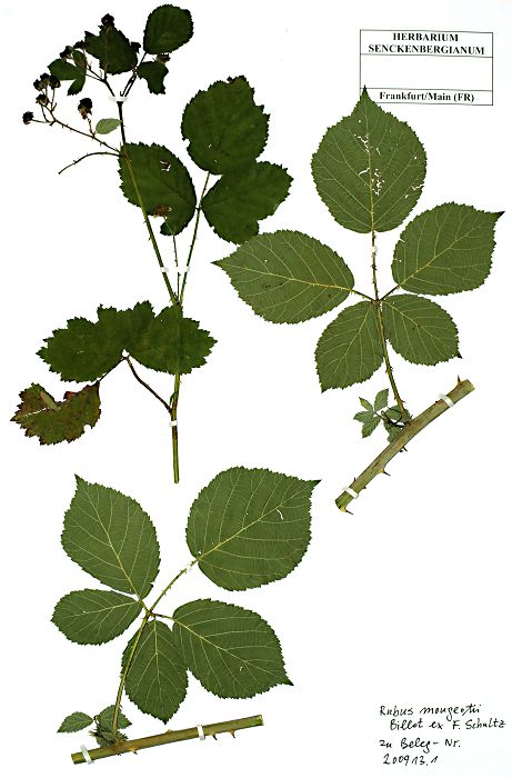 Bild3