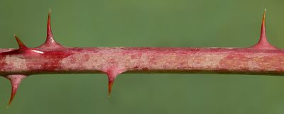 Bild12
