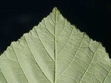Bild6