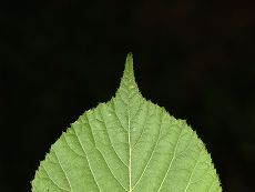 Bild6