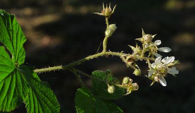 Bild12