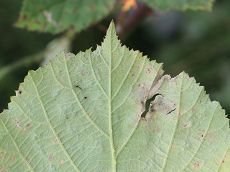 Bild6