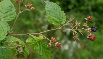 Bild14