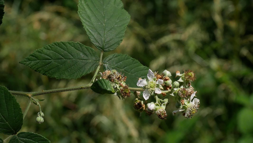 Bild3