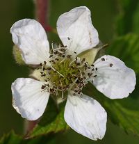Bild24