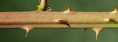 Bild12
