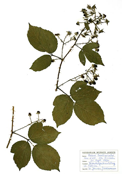 Bild3
