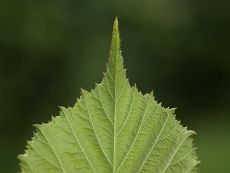 Bild6