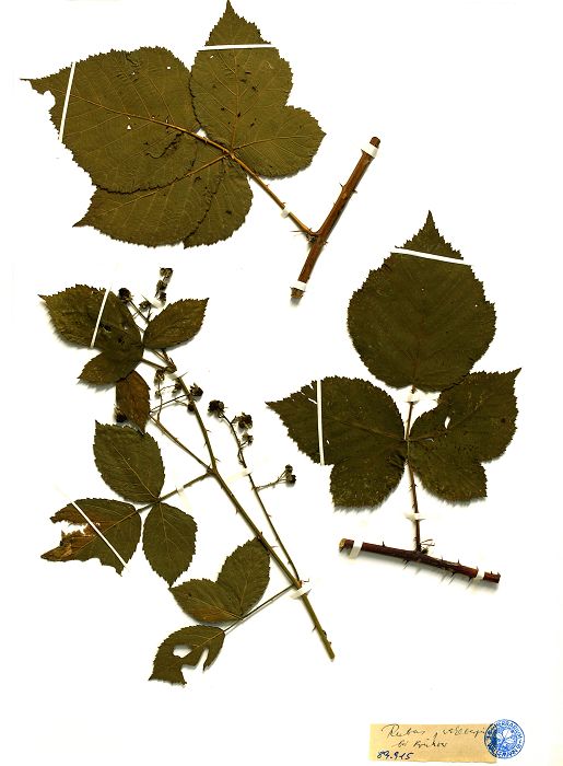 Bild3