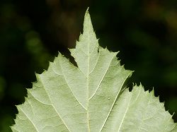 Bild6