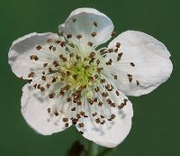 Bild24