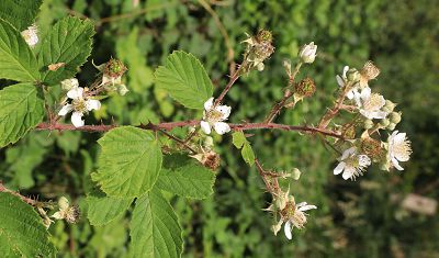 Bild12